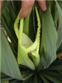 Apical leaves of <em>Yucca</em> distorted by thrips